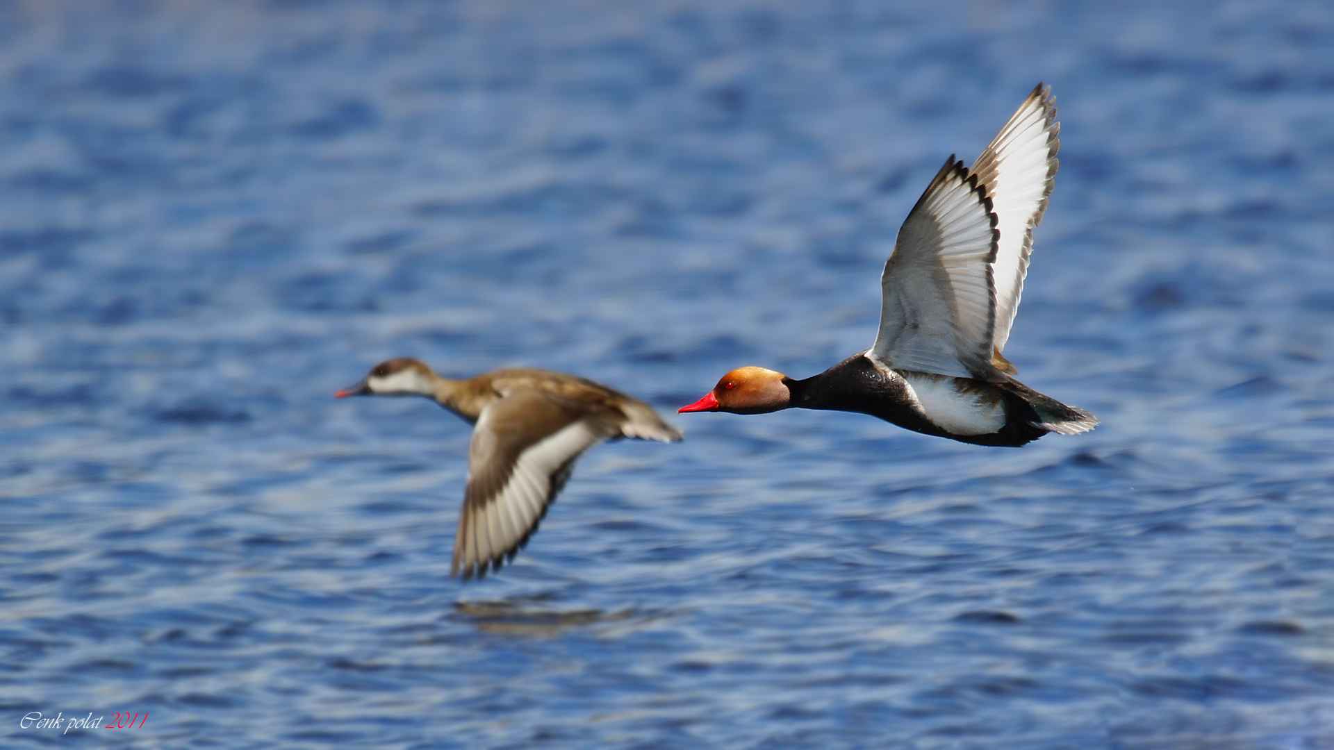 Red-crested Pochard
